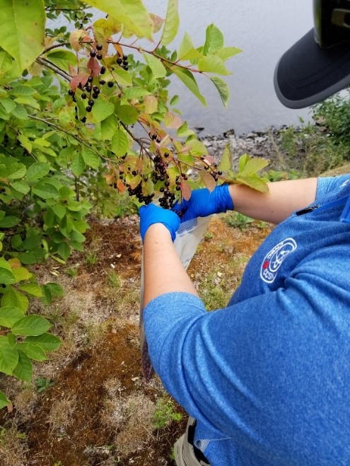 Un membre du personnel de la CCSN prélève des cerises de Virginie près de l’IGDRND en 2018.