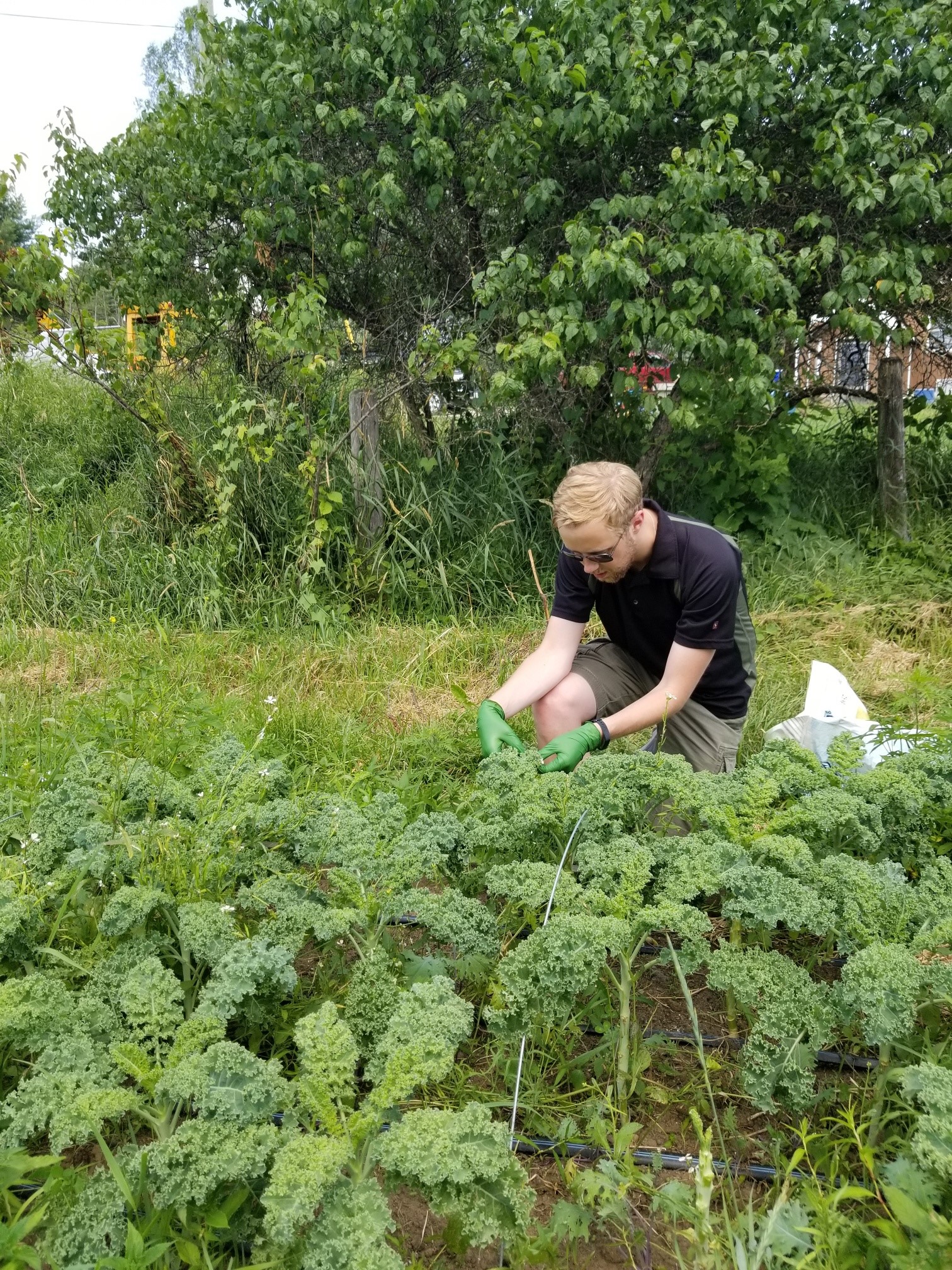 CNSC staff collecting kale near the CRL site in 2019 
