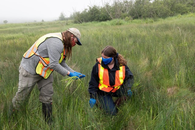 Employées de la CCSN et un représentant de NWNB prélevant des échantillons de végétation près du site de Point Lepreau en 2021.