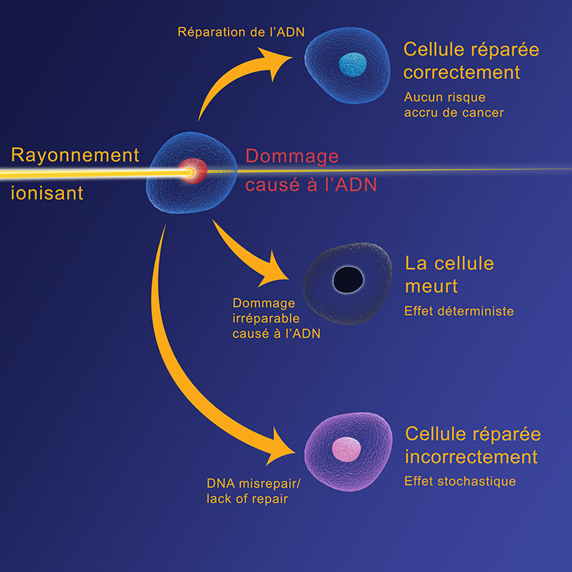 Dommages aux cellules