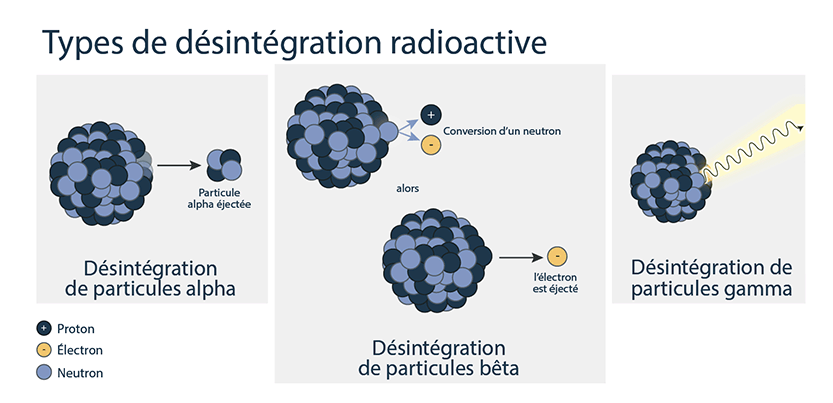 Cette image montre trois types de désintégration radioactive : la désintégration alpha, la désintégration bêta et la désintégration gamma. Dans la désintégration alpha, deux neutrons et deux protons sont éjectés; dans la désintégration bêta, un neutron est transformé en proton et un électron est éjecté, et dans la désintégration gamma, un photon de rayonnement gamma est émis.