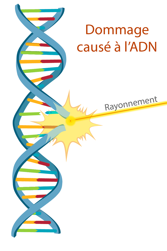 Dommage causé à l’ADN par le rayonnement