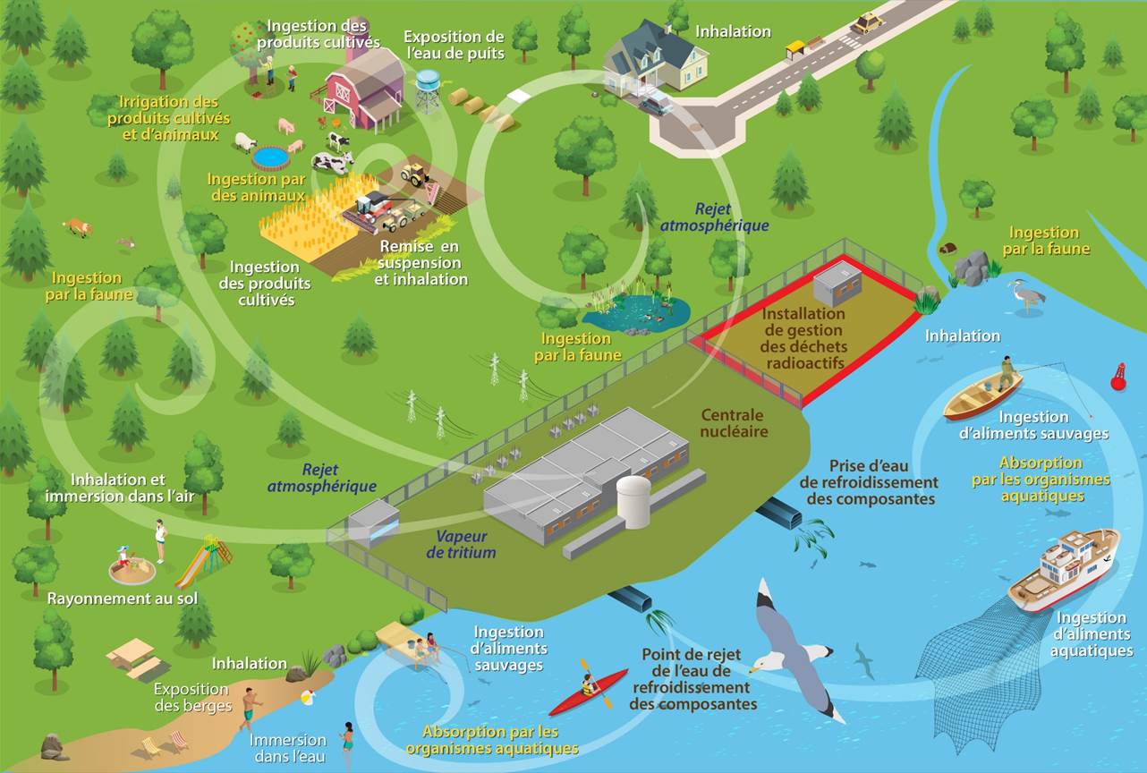 Voies d’exposition conceptuelles pour les rejets aquatiques et atmosphériques provenant du complexe nucléaire de Darlington.