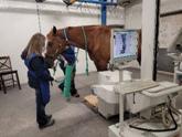 A technologist performs a bone scan on a horse as part of a veterinary nuclear medicine procedure. The image source is the CNSC.
