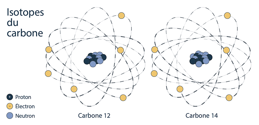 Cette image montre la structure atomique de deux isotopes du carbone, soit le carbone 12 et le carbone 14. Le chiffre placé après le nom de l’atome indique le nombre de protons et de neutrons. Les deux isotopes du carbone contiennent 6 protons; le carbone 12 contient 6 neutrons, tandis que le carbone 14 contient 8 neutrons.